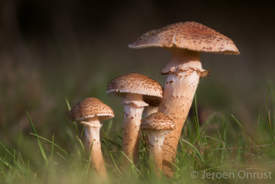 Armillaria ostoyae - Sombere Honingzwam - Dark Honey Mushroom