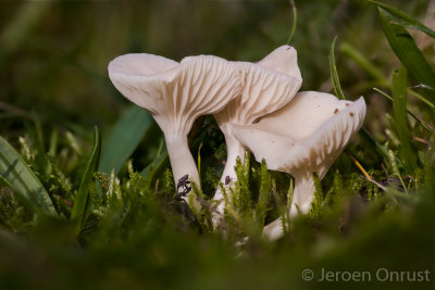 Hygrocybe virginea - Sneeuwzwammetje - Snowy Waxcap