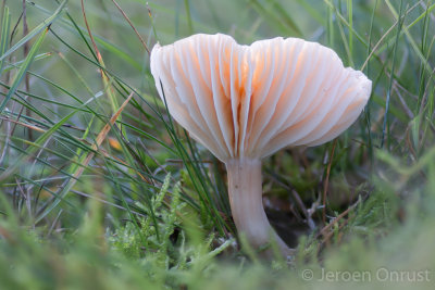 Hygrocybe pratensis - Weidewasplaat - Meadow Waxcap