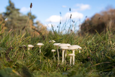 Hygrocybe virginea - Sneeuwzwammetje - Snowy Waxcap