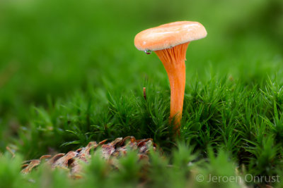 Hygrophoropsis aurantiaca - Valse Hanekam - False Chanterelle