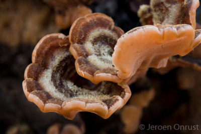 Auricularia mesenterica - Viltig Judasoor - Tripe Fungus