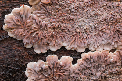 Auricularia mesenterica - Viltig Judasoor - Tripe Fungus