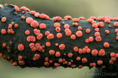 Nectria cinnabarina - Gewoon Meniezwammetje - Coral Spot