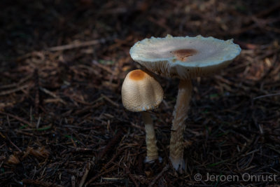 Lepiota ventriosospora - Geelbruine Wolsteelparasolzwam - Padded Dapperling