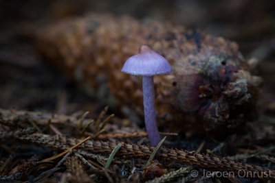 Inocybe geophylla var. lilacina - Lila Satijnvezelkop - Earthy Inocybe