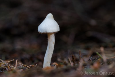 Inocybe geophylla - Witte Satijnvezelkop - White Fibrecap