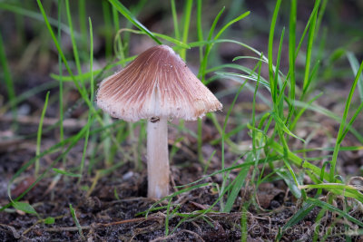 Inocybe rimosa - Geelbruine Vezelkop - Split Fibrecap