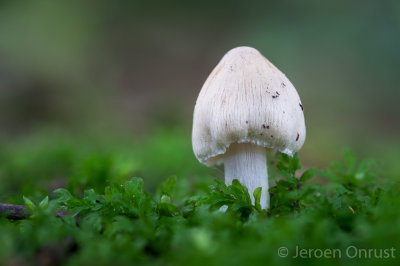 Inocybe geophylla - Witte Satijnvezelkop - White Fibrecap