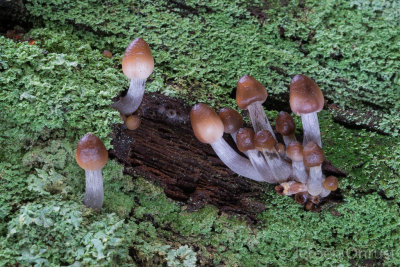 Mycena inclinata - Fraaisteelmycena - Clustered Bonnet