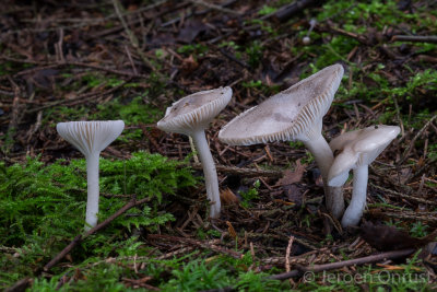 Hygrophorus agathosmus - Amandelslijmkop - Almond Woodwax
