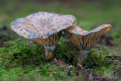 Lactarius deterrimus - Peenrode Melkzwam - False Saffron Milkcap