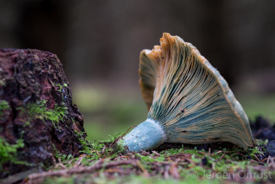 Lactarius deterrimus - Peenrode Melkzwam - False Saffron Milkcap
