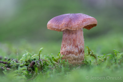 Cortinarius rubellus - Fraaie Gifgordijnzwam - Deadly Webcap