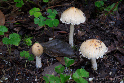 Inocybe rimosa - Geelbruine Vezelkop - Split Fibrecap