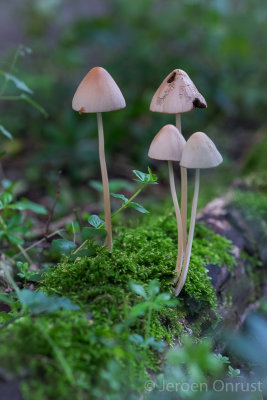 Psathyrella conopilus - Langsteelfranjehoed - Conical Brittlestem