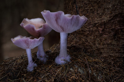 Lepista nuda - Paarse Schijnridderzwam - Wood Blewit