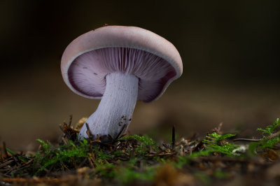Lepista nuda - Paarse Schijnridderzwam - Wood Blewit