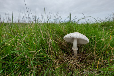 Macrolepiota excoriata - Rafelige Parasolzwam