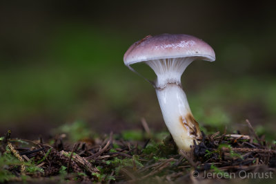 Gomphidius glutinosus - Slijmige Spijkerzwam - Slimy Spike