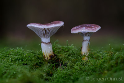 Gomphidius glutinosus - Slijmige Spijkerzwam - Slimy Spike