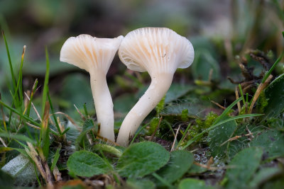 Hygrocybe virginea - Sneeuwzwammetje - Snowy Waxcap