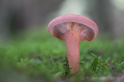Lactarius helvus - Viltige Maggizwam - Fenugreek Milkcap