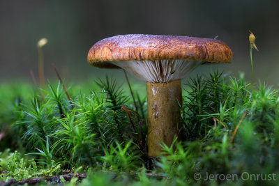 Lactarius necator - Zwartgroene Melkzwam - Ugly Milkcap
