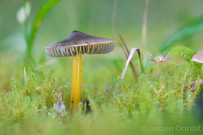 Hygrocybe conica - Zwartwordende Wasplaat - Blackening Waxcap