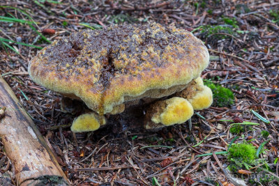 Phaeolus schweinitzii - Dennenvoetzwam - Dyers Mazegill