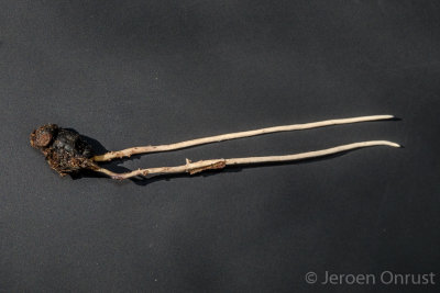 Ophiocordyceps forquignonii - Vliegendoder - Yellow Waspclub