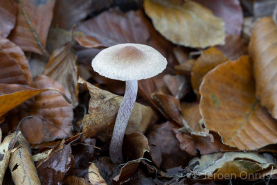 Inocybe griseolilacina - Lilagrijze Vezelkop - Lilac Leg Fibrecap