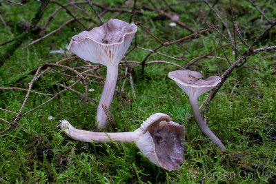 Hygrophorus agathosmus - Amandelslijmkop - Almond Woodwax
