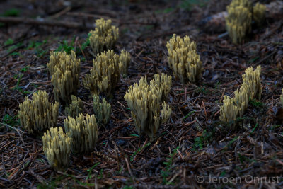 Ramaria abietina - Groenwordende Koraalzwam - Green-staining Coral