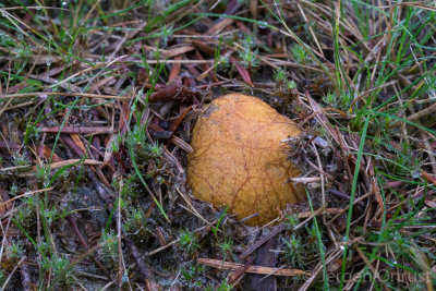 Rhizopogon luteolus - Okergele Vezeltruffel - Yellow False Truffle