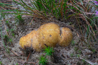 Rhizopogon luteolus - Okergele Vezeltruffel - Yellow False Truffle