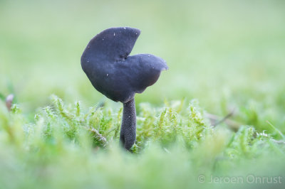 Helvella atra - Roetkluifzwam - Black Saddle Fungus
