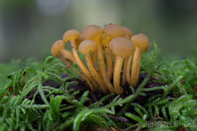 Leotia lubrica - Groene Glibberzwam - Jellybaby