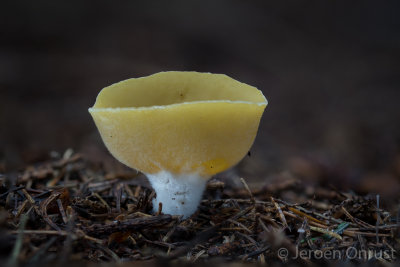 Sowerbyella radiculata - Gele Wortelbekerzwam