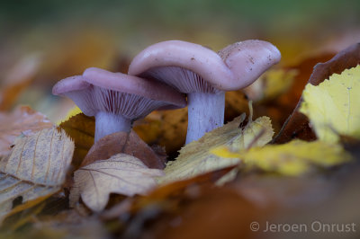 Lepista nuda - Paarse Schijnridderzwam - Wood Blewit