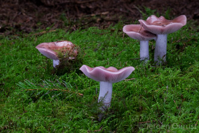 Lepista nuda - Paarse Schijnridderzwam - Wood Blewit
