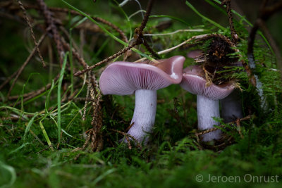 Lepista nuda - Paarse Schijnridderzwam - Wood Blewit
