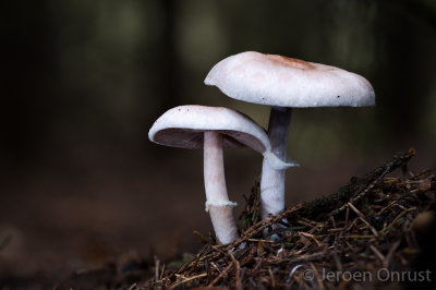 Agaricus semotus - Wijnkleurige Champignon - Mushroom