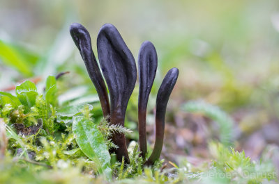 Geoglossum glutinosum - Kleverige Aardtong - Glutinous Earthtongue