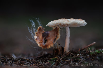 Lepiota ventriosospora - Geelbruine Wolsteelparasolzwam - Padded Dapperling
