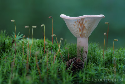 Clitocybe phyllophila - Grote Bostrechterzwam - Frosty Funnel