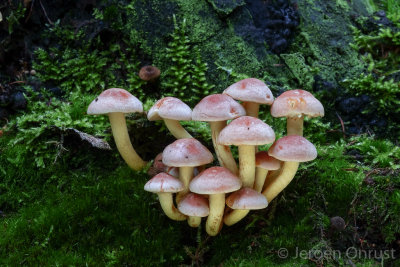 Hypholoma lateritium - Rode Zwavelkop - Brick Tuft