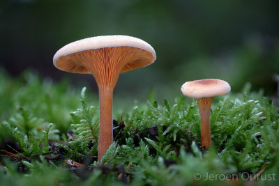 Hygrophoropsis aurantiaca - Valse Hanenkam - False Chanterelle