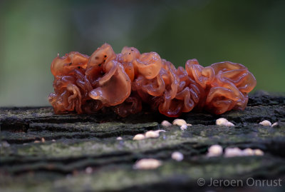 Tremella foliacea - Bruine Trilzwam - Leafy Brain