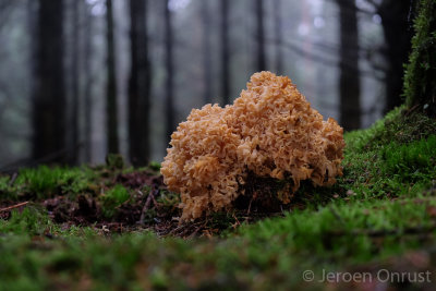 Sparassis crispa - Grote Sponszwam - Wood Cauliflower